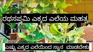 ರಥಸಪ್ತಮಿ ಎಕ್ಕದ ಎಲೆಯ ಮಹತ್ವ/Importance of ekkad ele   #Rathasaptami#ekkadele#rathasaptamirangoli