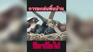 การละเล่นพื้นบ้าน ll กาฟักไข่ by Phuketwittayalai school