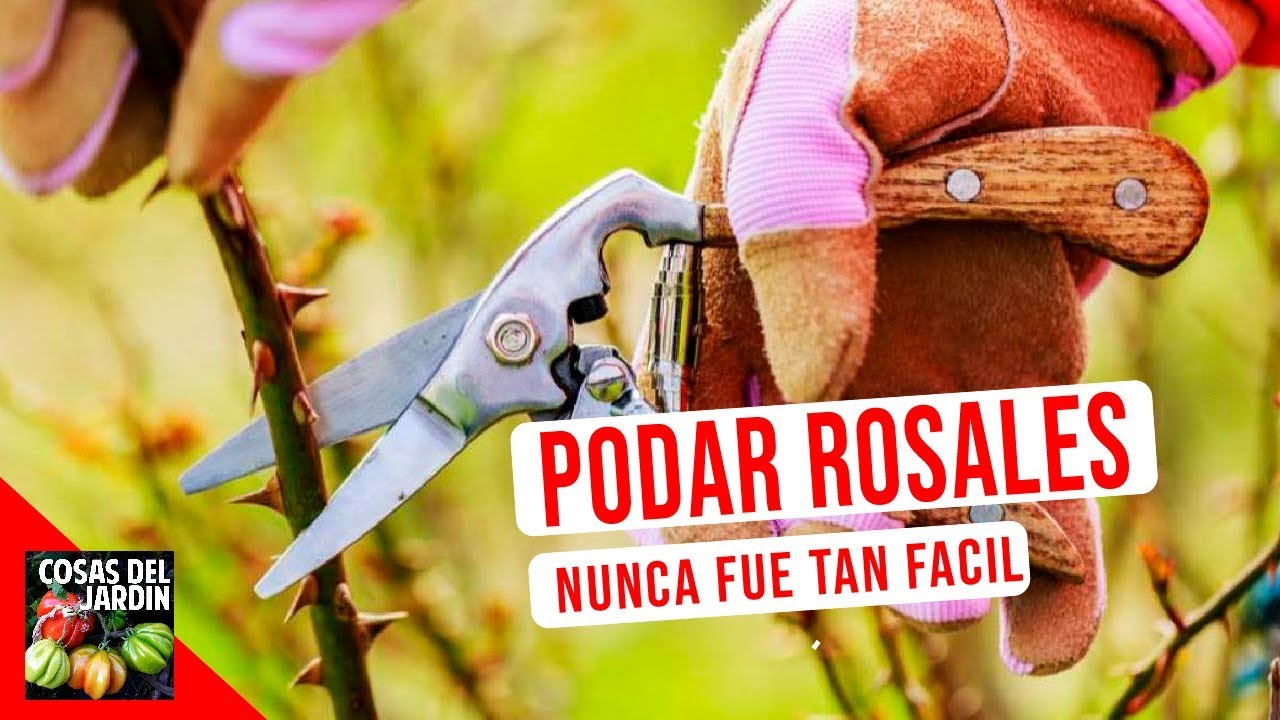 COMO PODAR UN ROSAL 🌹 REJUVENECE TUS ROSAS EN 5 SENCILLOS PASOS - YouTube