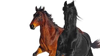 Lil Nas X - Old Town Road (LYRICS) (feat. Billy Ray Cyrus) [Remix]