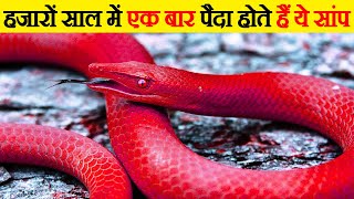 सांप की 10 सबसे दुर्लभ प्रजाति | 10 snakes that are born only once in a thousand years | Rarest pig