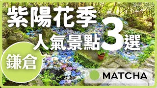 【鎌倉景點】繡球花季必訪！長谷寺 円覺寺 御靈神社｜MATCHA帶路玩日本