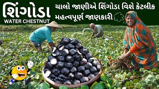 શિંગોડા |WATER CHESTNUT |લોહીની ઉણપમાં ખૂબ જ ફાયદાકારક #superfood