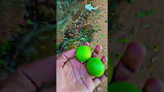 ನಿಂಬೆ ಮರ/ Lemon tree #lemon #lemontree #lemonjuice #helathy #shortvideo#shorts #shortsvideo