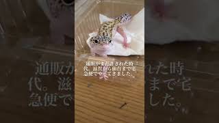 レオパお迎え動画