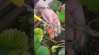 집에서 키운 딸기 🍓 벌써 익었네요😁 #shorts #딸기키우기