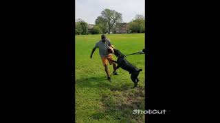 CANE CORSO ONYX DESTROYS INTRUDER 😱😱😱😱😱