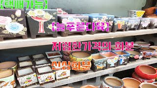 [늘푸른다육]#신상화분#저렴한화분#3만원 이하도 택배가능