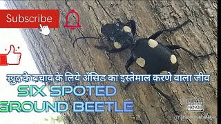 Six Spotted Ground Beetle