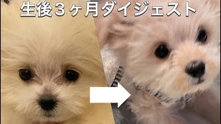 大変だった生後3ヶ月子犬ダイジェスト【ポメプー】