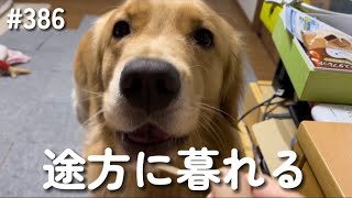 途方に暮れるモンちゃん【ゴールデンレトリバー】