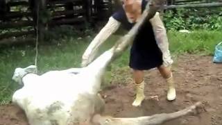 woman kicked to the face by birthing cow in super slow motion