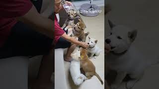 견생 71일차 독수리5남매! 지치지 않는 에너자이저!#cutedog #시골강아지 #반려견일상