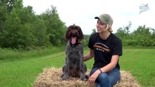 Bird Dog Boot Camp: From Pup to Pointer