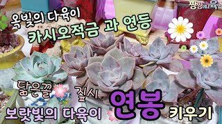 초보다육이 키우기 🌸연봉과 짚시🍀카시오적금과 연등⭐다육이가 피멍이 드는 이유?