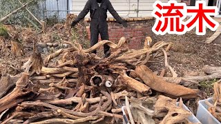 A lot of driftwood came out from the Insectarium