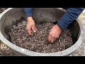 bonsai care 101 trimming branches to thicken bonsai root removal u0026 soil mix