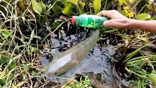 Amazing Boy | Catch Fish With Plastic Bottle Fish Trap ! Fish Trap in Cambodia Method | Episode - 04