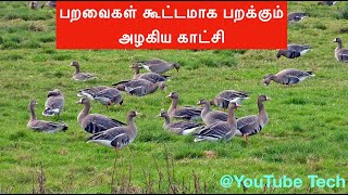 பறவைகள் கூட்டமாக பறக்கும் அழகிய காட்சி