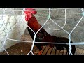 មាន់ពូជជំផន rooster show