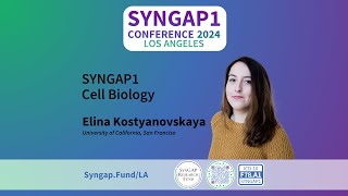 SRF | SYNGAP1 Cell Biology - Elina Kostyanovskaya