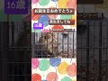 2024.2.11お誕生日おめでとう🎈ラージャー君🦁 野毛山動物園 インドライオン ラージャー shorts