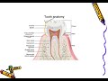 বেসিক ডেন্টাল এনাটমী বাংলায় basic dental anatomy in bangla