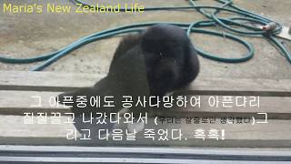 검은고양이 천방지축  말썽 꾸러기였던  그리운 라당이.