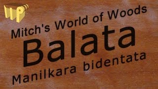 Balata (manilkara bidentata) - Mitch's World of Woods