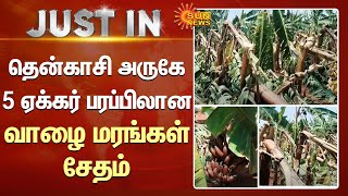 Tenkasi அருகே சூறைக்காற்றுடன் பெய்த மழையால் 5 ஏக்கர் பரப்பிலான வாழை மரங்கள் சேதம் - விவசாயிகள் கவலை