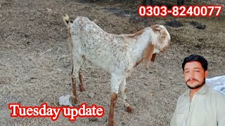 Makhi Cheeni Bakra at Alipur Mandi @Malikmohsingoatfarm77