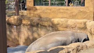 ミリンダ君のお食事タイム。徳山動物園