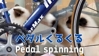 バーマン猫ラフとガブ【ペダルくるくる】Pedal spinning（バーマン猫）Birman/Cat