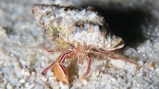 Pylopaguropsis mollymullerae – the Candy striped hermit crab