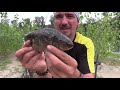 waller gigant aus deutschland welsangeln am rhein mit toten köderfischen freestyle montage