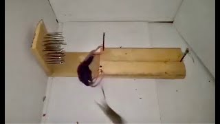 Mouse Trap in Action - πͺ€ π