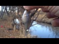 【タナゴ釣り】ただいま修行中 ！ウキを沈めるの？【小物釣り】micro fishing