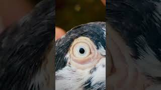 pigeon treetment&Shoq#pigeon#youtubeshort#youtubevideos#Youtube#dove#ajmanpigeonclub#shortfeed