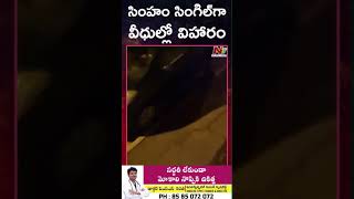 సింహం సింగిల్‌గా వీధుల్లో విహారం | Ntv Global