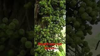 যারা লিজেন্ট তারা চিনবেন।