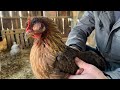 The Avian Flu!? Our Chickens are sick. And there’s no good way to diagnose.