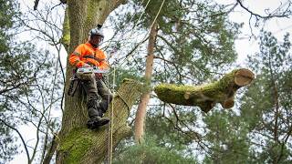 Acute Oak Decline Removal - Full Job Start to Finish - Arborist POV