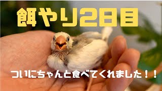 初めての文鳥飼育　餌やり2日目　ちゃんと食べてくれました！！