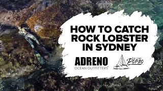 How To Catch Eastern Rock Lobster In Sydney