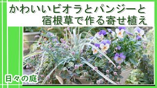 【ガーデニング】【かわいいビオラとパンジーと宿根草の寄せ植え】ビオラの寄せ植えにカラーリーフを入れる/園芸/＃ガーデニング　＃ビオラ　＃宿根草