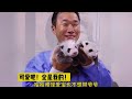 爱宝这一家 giantpanda 熊猫