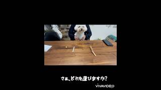 さぁ、どれを選びますか？　#わんこ　#マルプー　#犬　#可愛い　#かわいい　#癒し　#おやつ　#クイズ