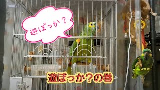 アオボウシインコ　ドスのおしゃべり　「遊ぼっか？ 」の巻