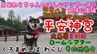 京柴わらちゃんのはんなりツアーズ！岡崎周辺には、スポットがいっぱい！平安神宮、美術館、ロームシアター、動物園 くろまめしば わらび