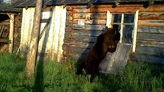 ID3235/Тунгусский заповедник/Встречайте гостя